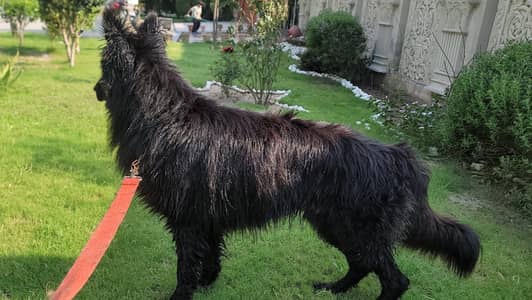 German Shepherd black