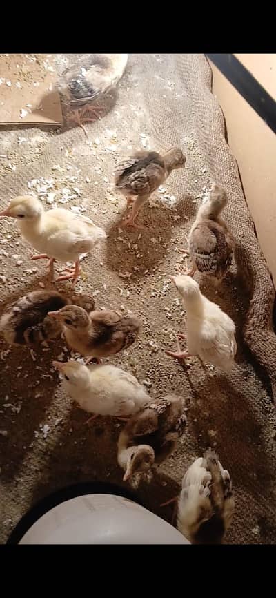 peacocks chicks for sale 