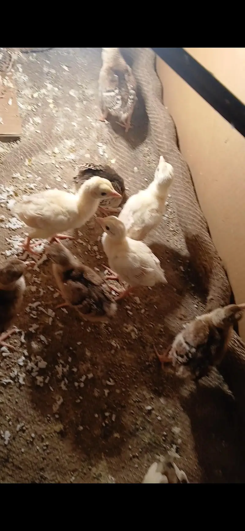peacocks chicks for sale  — photo 3