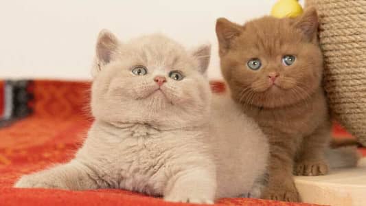 British Short hair Lilaic Imported Kittens Available