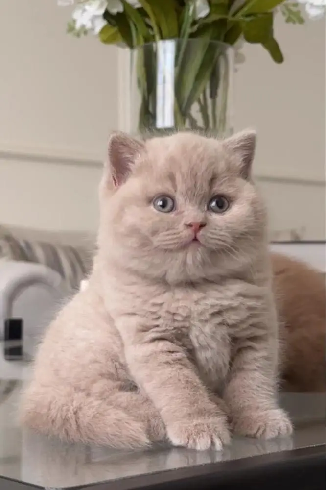 British Short hair Lilaic Imported Kittens Available — photo 2