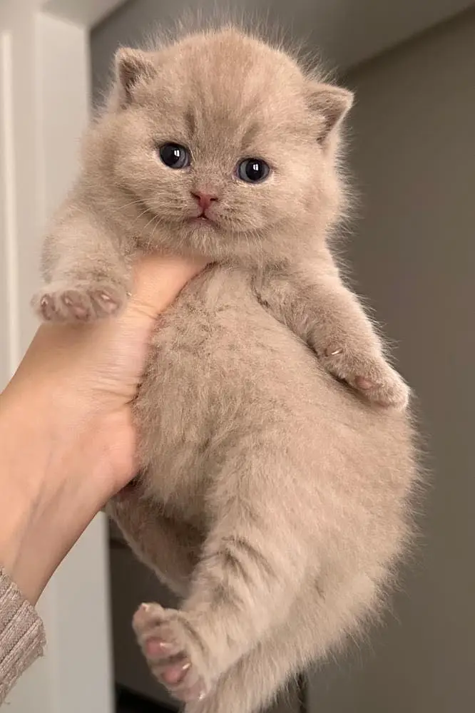 British Short hair Lilaic Imported Kittens Available — photo 3