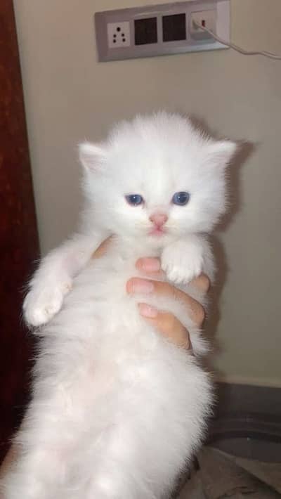 persian kittens
