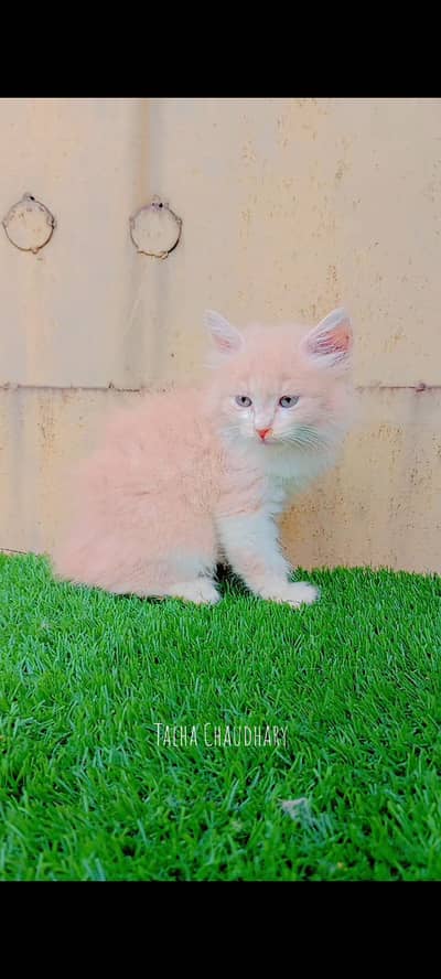 Beautiful and Cute Kitten