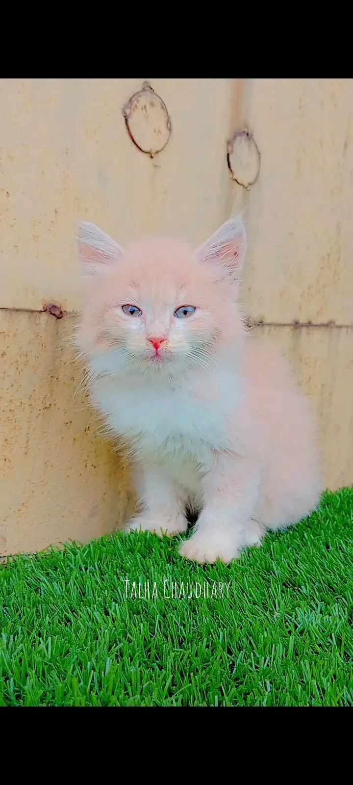 Beautiful and Cute Kitten — photo 2