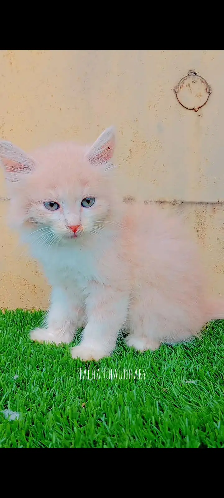 Beautiful and Cute Kitten — photo 3