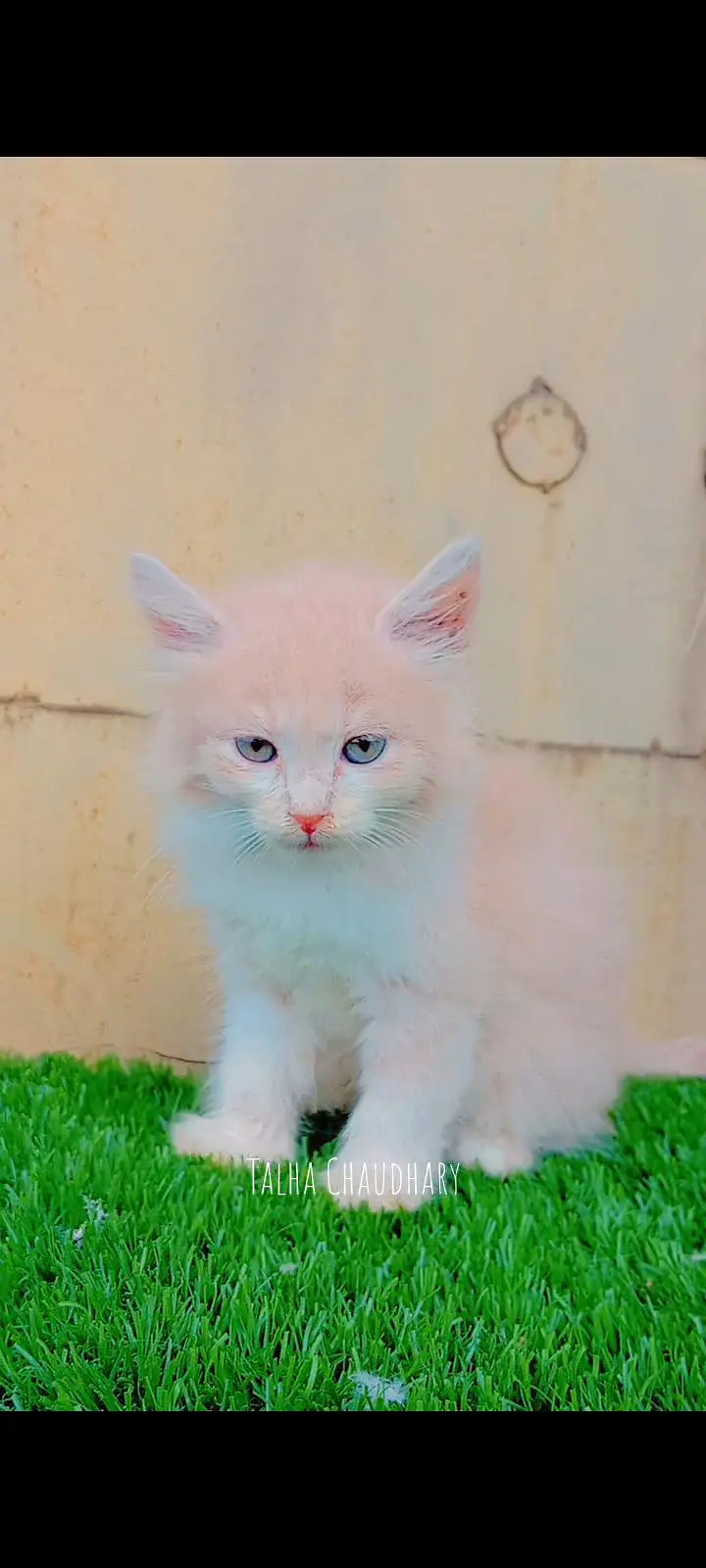 Beautiful and Cute Kitten — photo 4