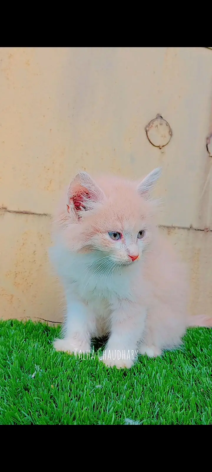 Beautiful and Cute Kitten — photo 5