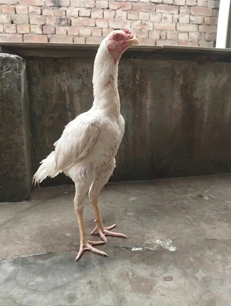 aseel hen's — photo 2