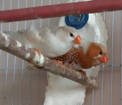 Common and motation finches for sale
