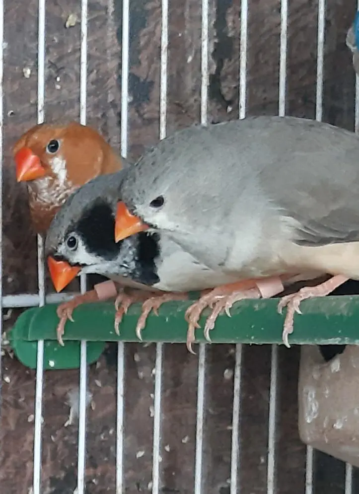 Common and motation finches for sale — photo 3