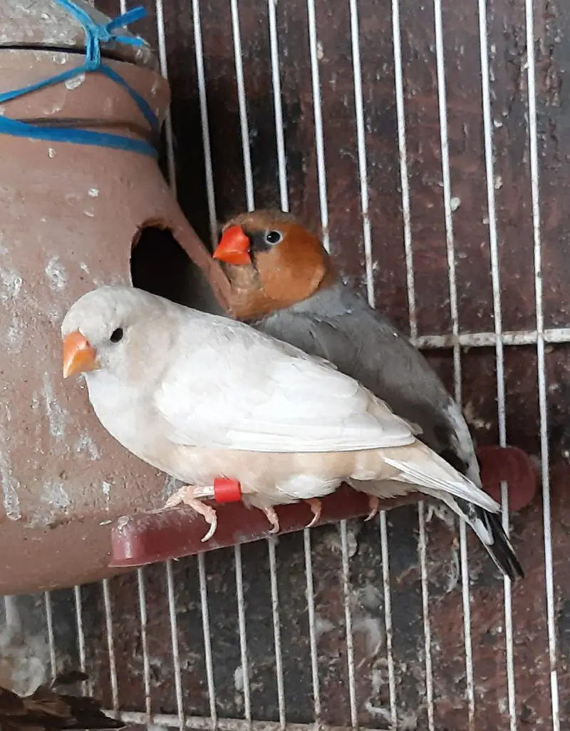 Common and motation finches for sale — photo 4
