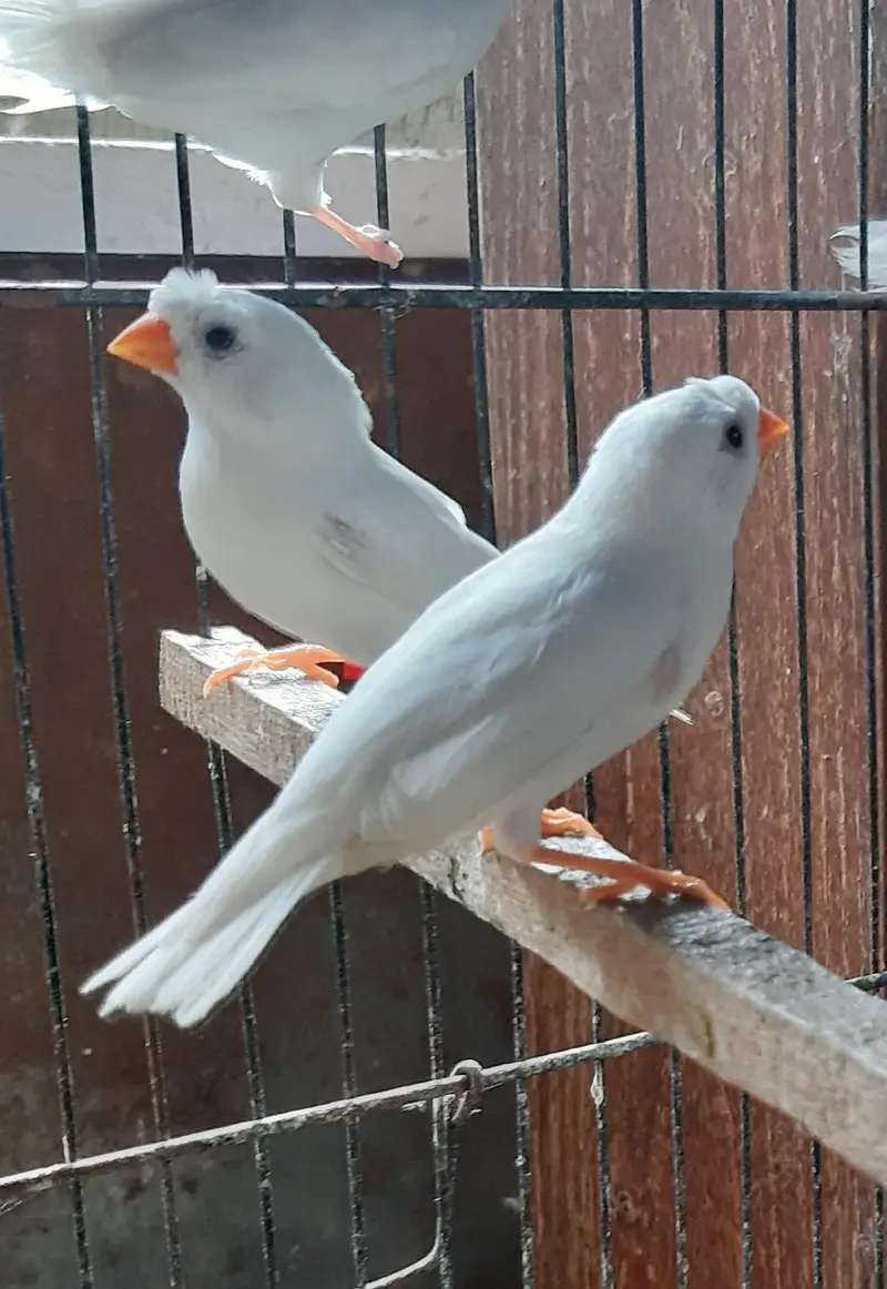 Common and motation finches for sale — photo 5