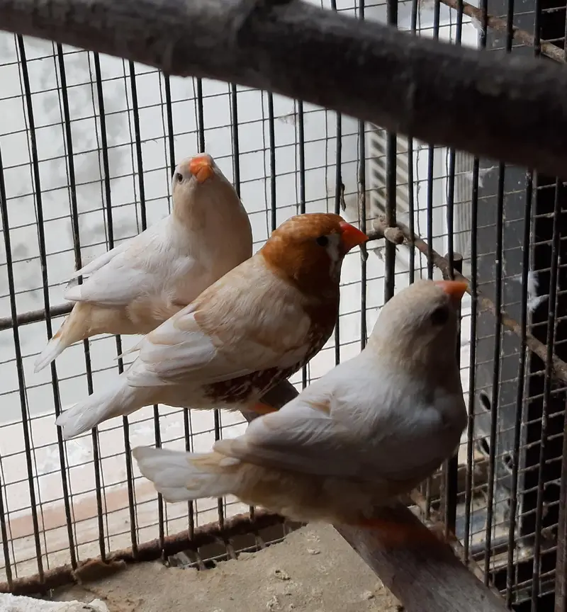Common and motation finches for sale — photo 6