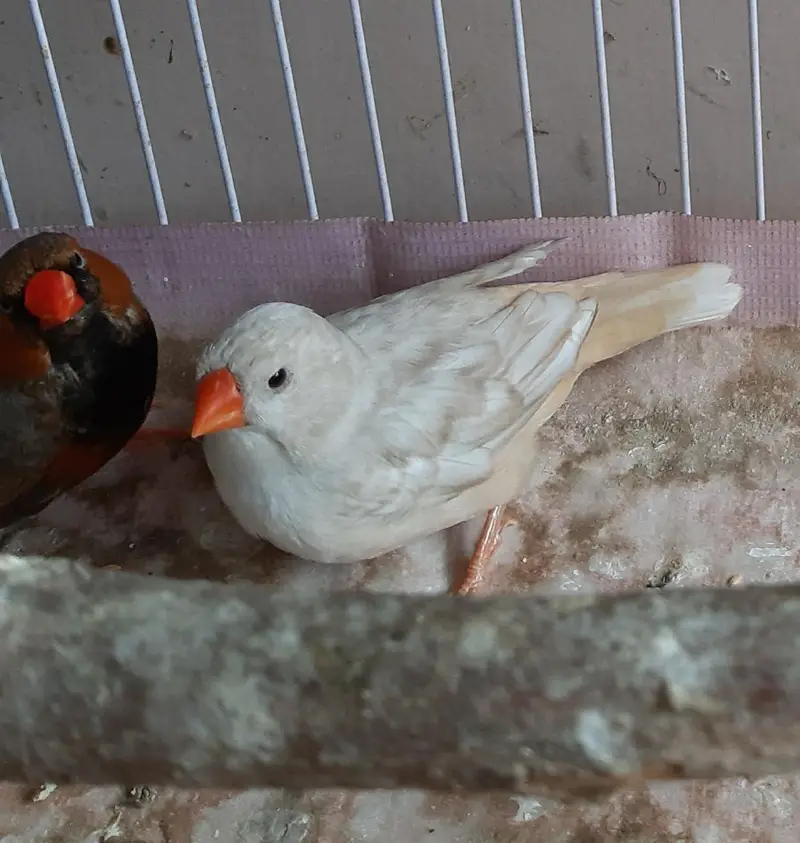 Common and motation finches for sale — photo 7