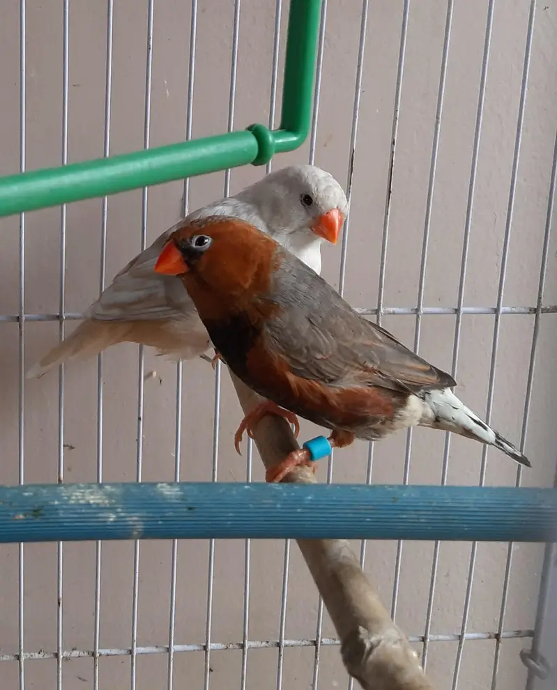 Common and motation finches for sale — photo 8