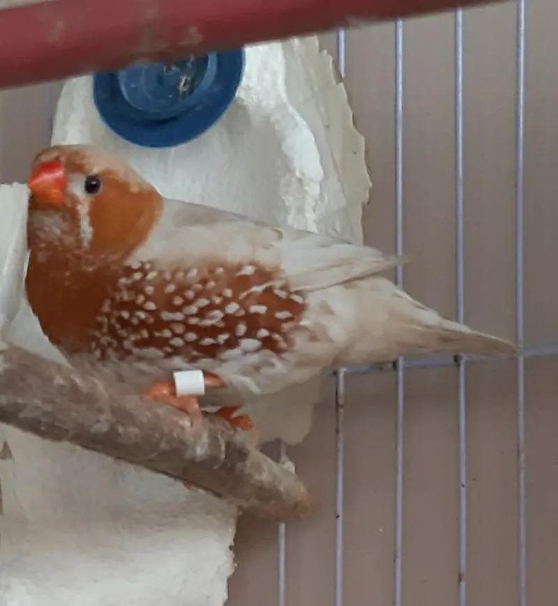 Common and motation finches for sale — photo 9