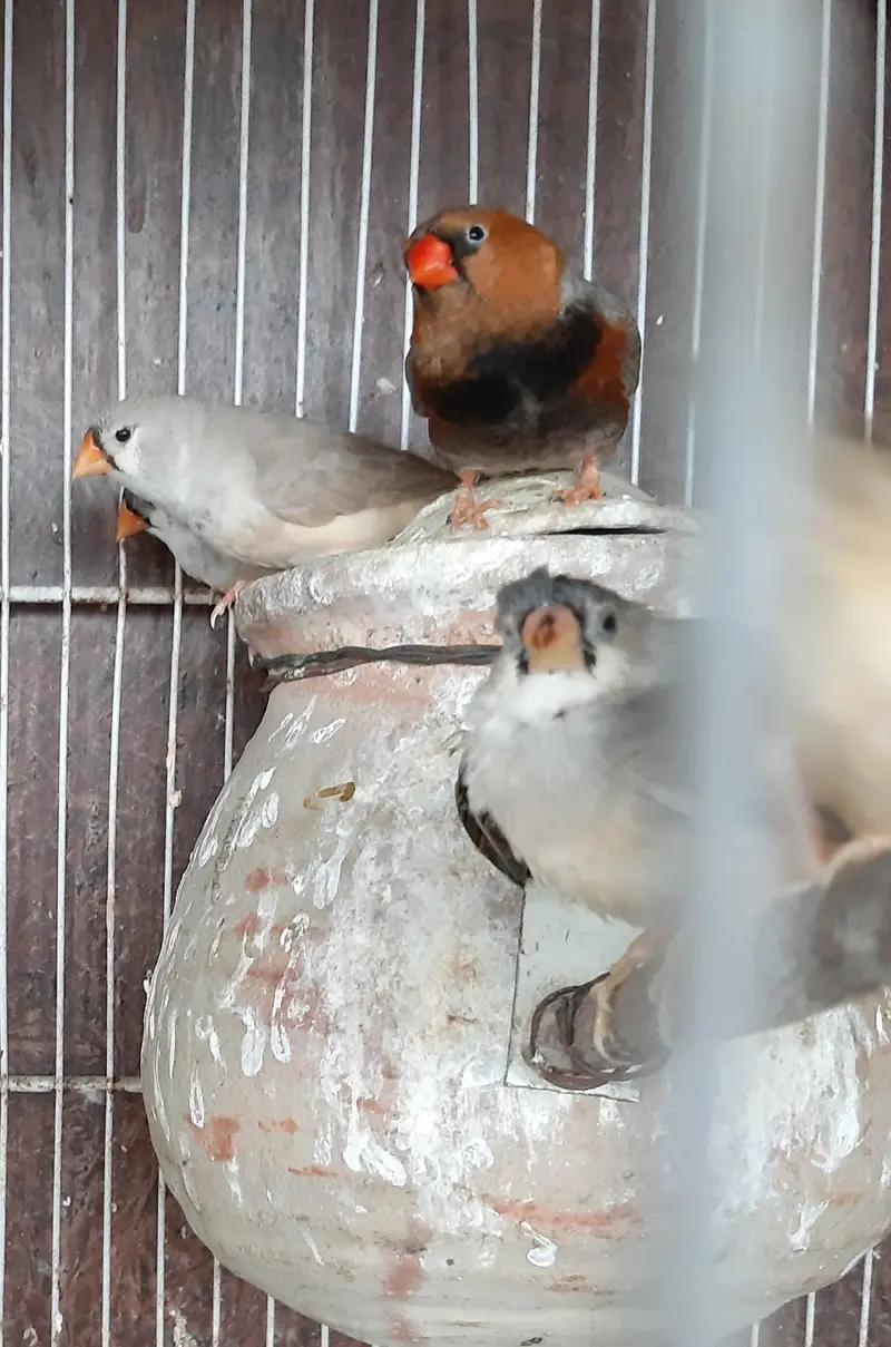 Common and motation finches for sale — photo 10