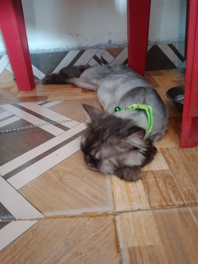 age 1 year pure Persion cat greay color active playing and healthy
