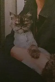 age 1 year pure Persion cat greay color active playing and healthy — photo 2