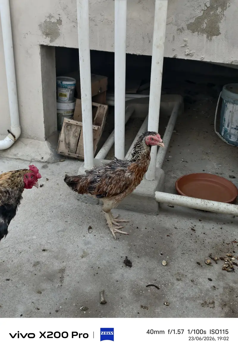 Sindhi Aseel Jawa Pair — photo 4