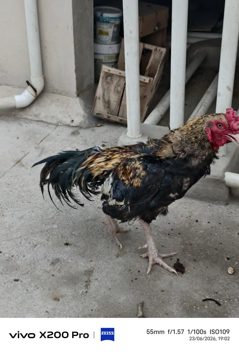 Sindhi Aseel Jawa Pair — photo 5