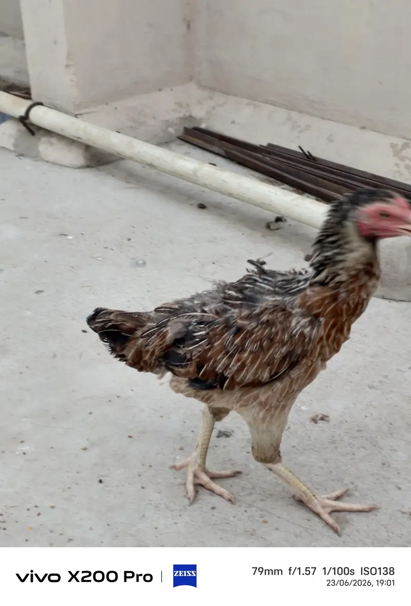 Sindhi Aseel Jawa Pair — photo 6
