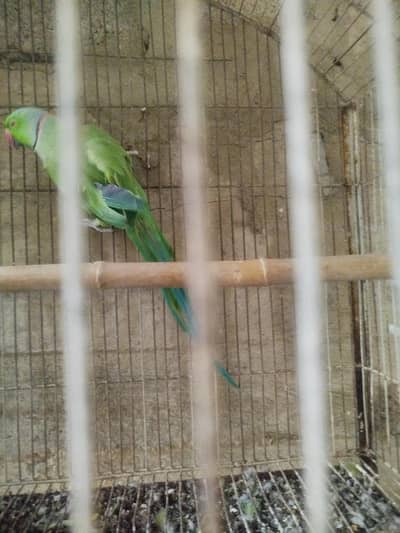 ringneck pair