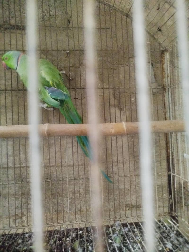 ringneck pair 0