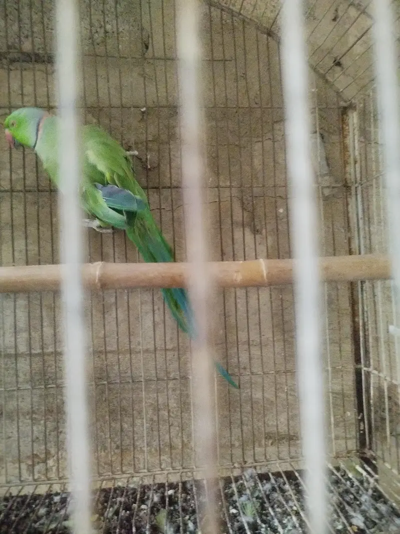 ringneck pair