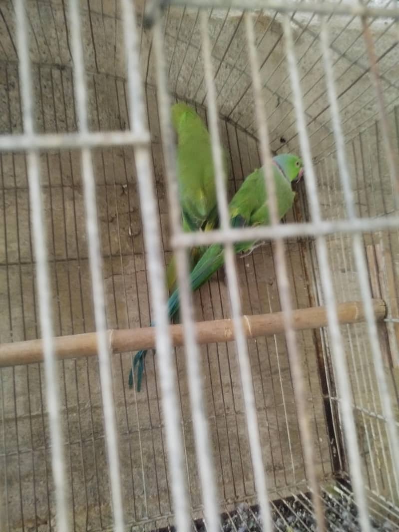 ringneck pair 1