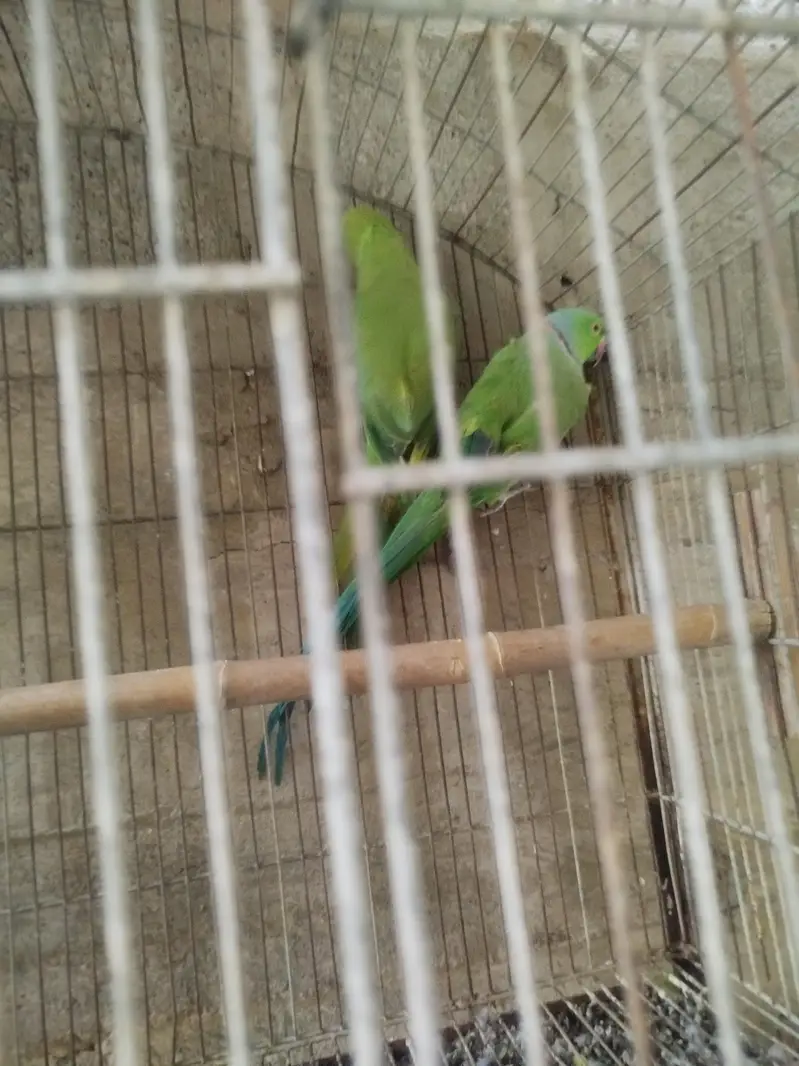 ringneck pair — photo 2