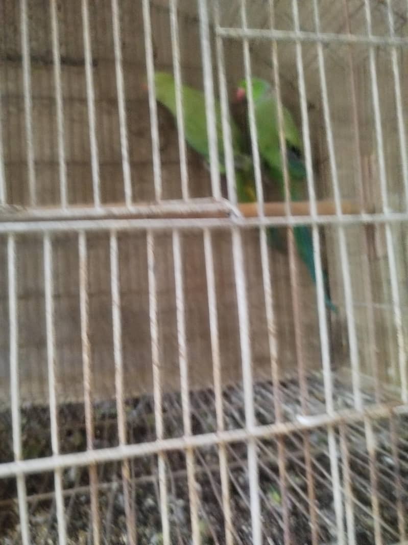 ringneck pair 2