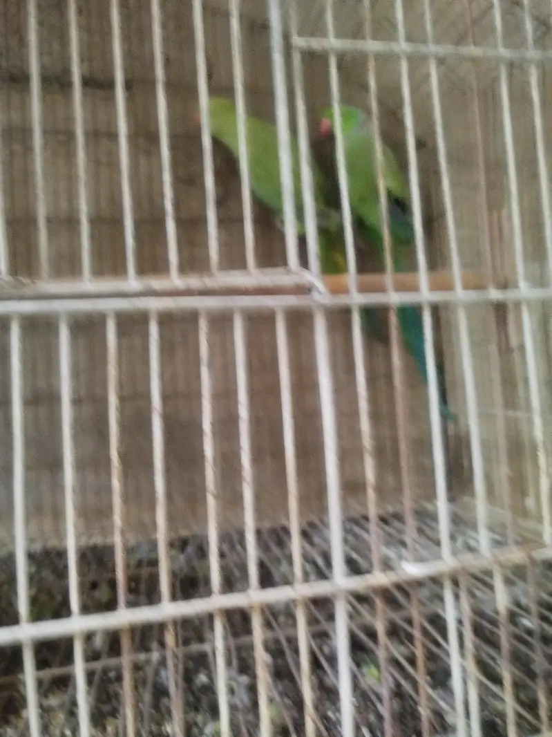 ringneck pair — photo 3