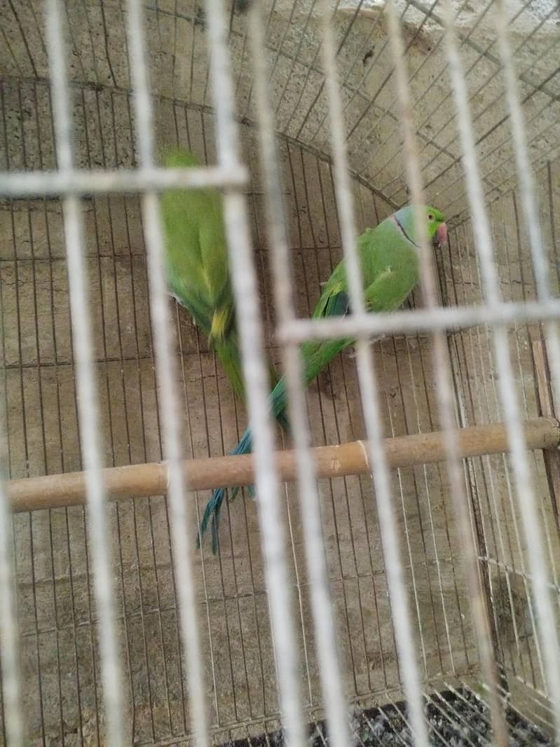 ringneck pair 3