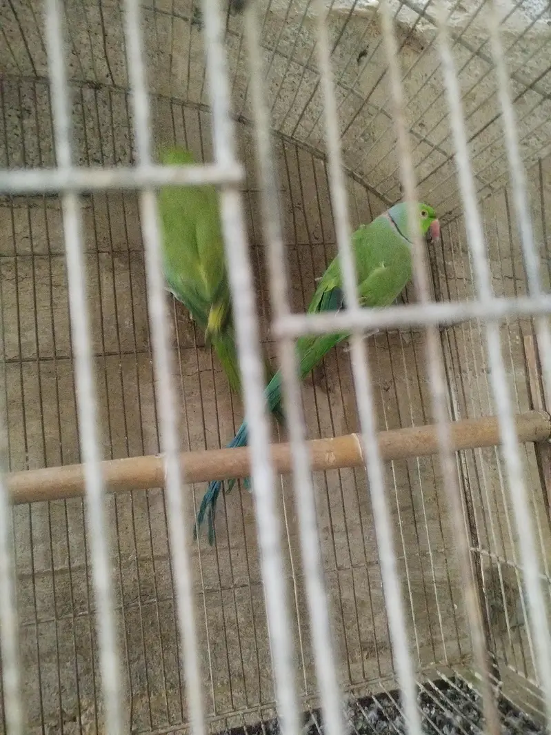 ringneck pair — photo 4