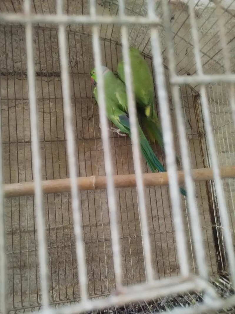 ringneck pair — photo 5
