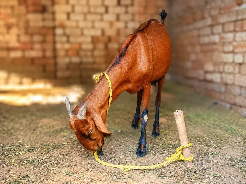 Cross female bakri Whatsapp 03206842600