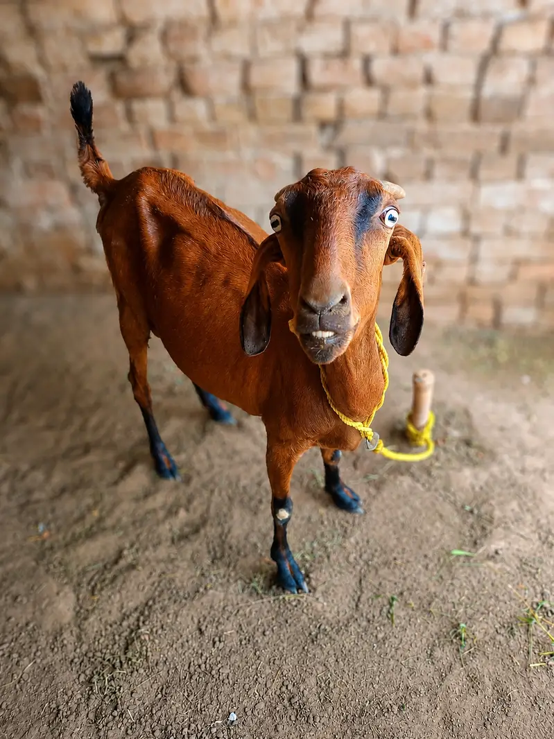 Cross female bakri Whatsapp 03206842600 — photo 2