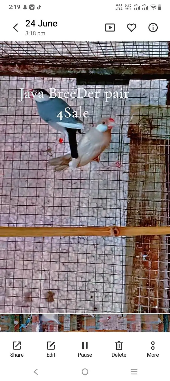 Java BreeDer pair 4Sale — photo 3