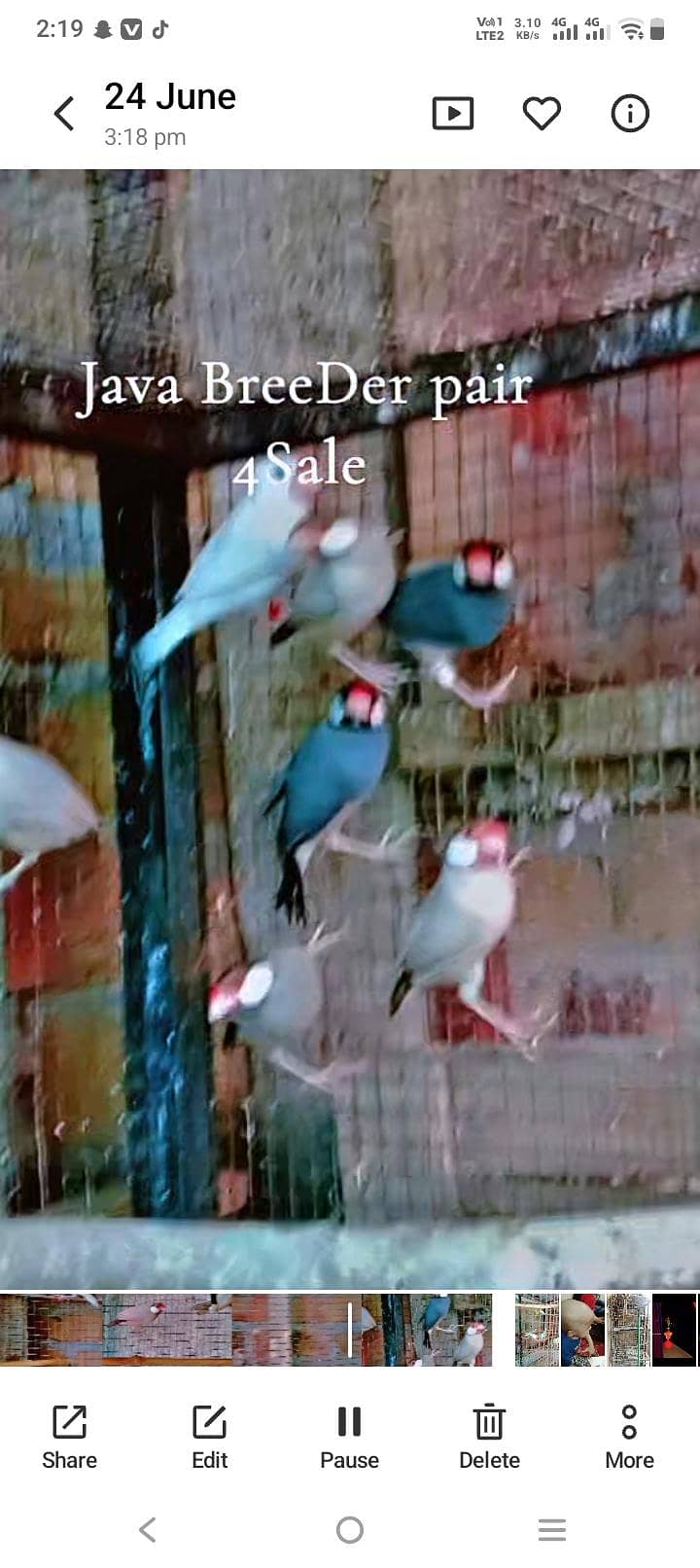 Java BreeDer pair 4Sale 3