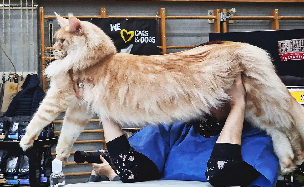 Maine coon Imported kittens Available