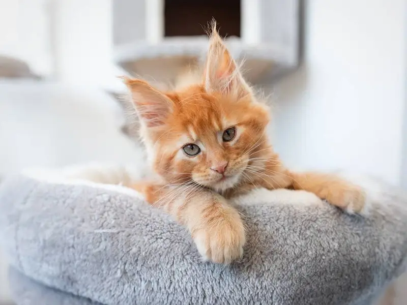Maine coon Imported kittens Available — photo 2