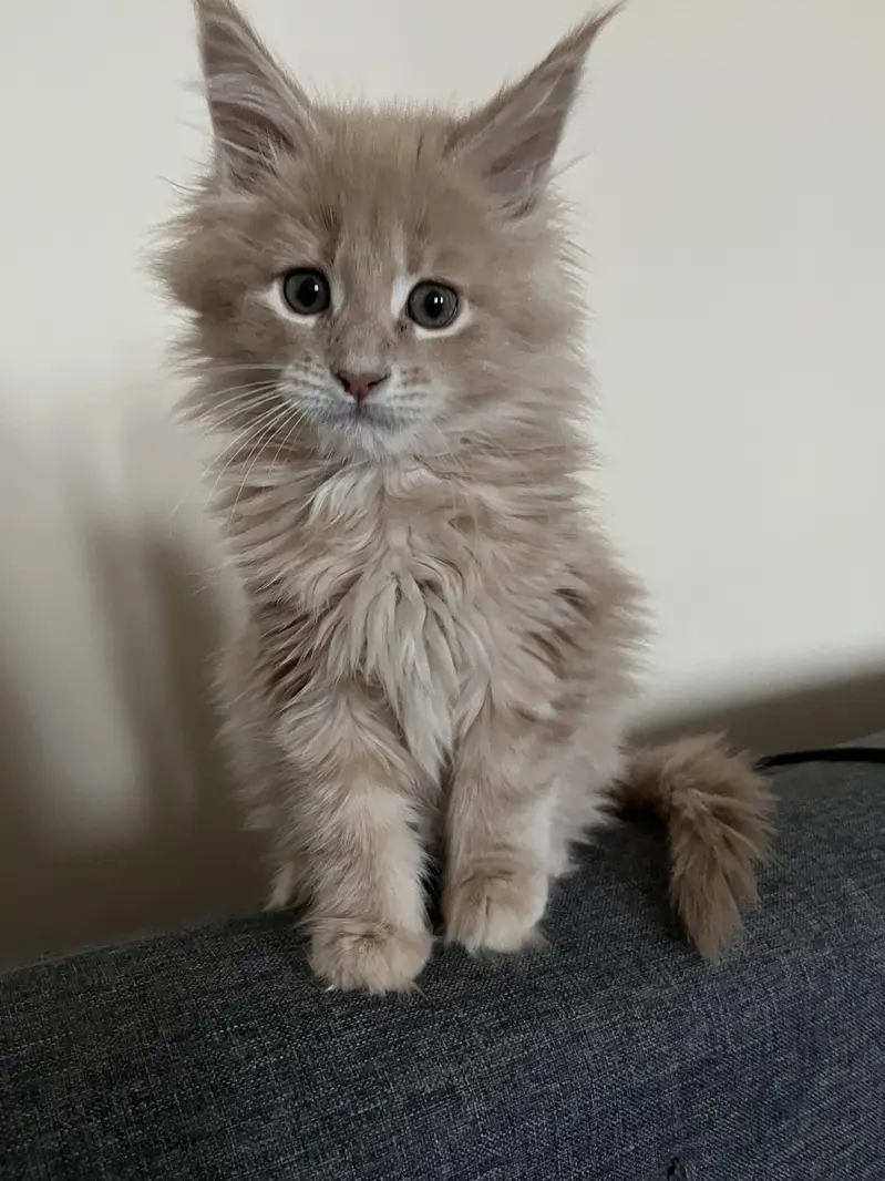 Maine coon Imported kittens Available — photo 4