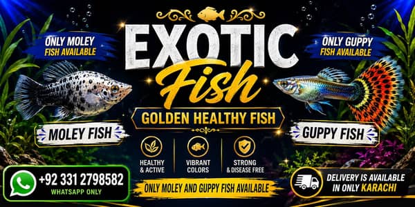 Molly  and guppy fish  available only