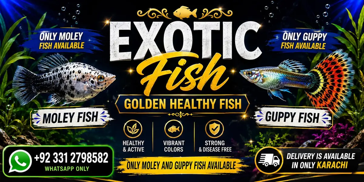 Molly  and guppy fish  available only