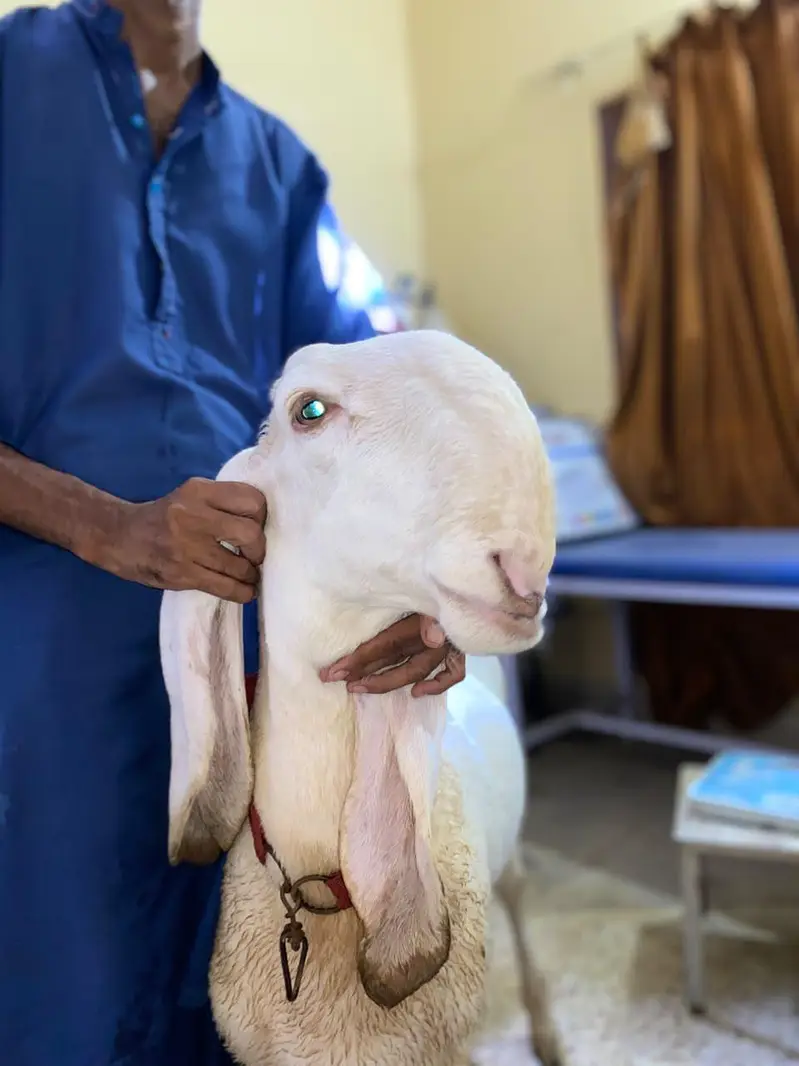 larkana — photo 3
