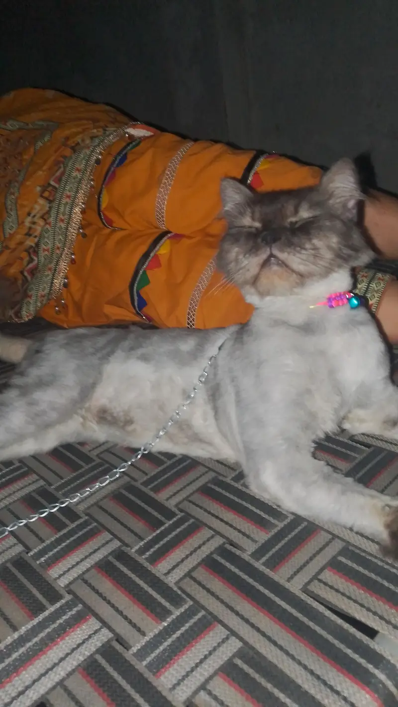 age 1 year pure Persion cat greay color active playing and healthy — photo 3