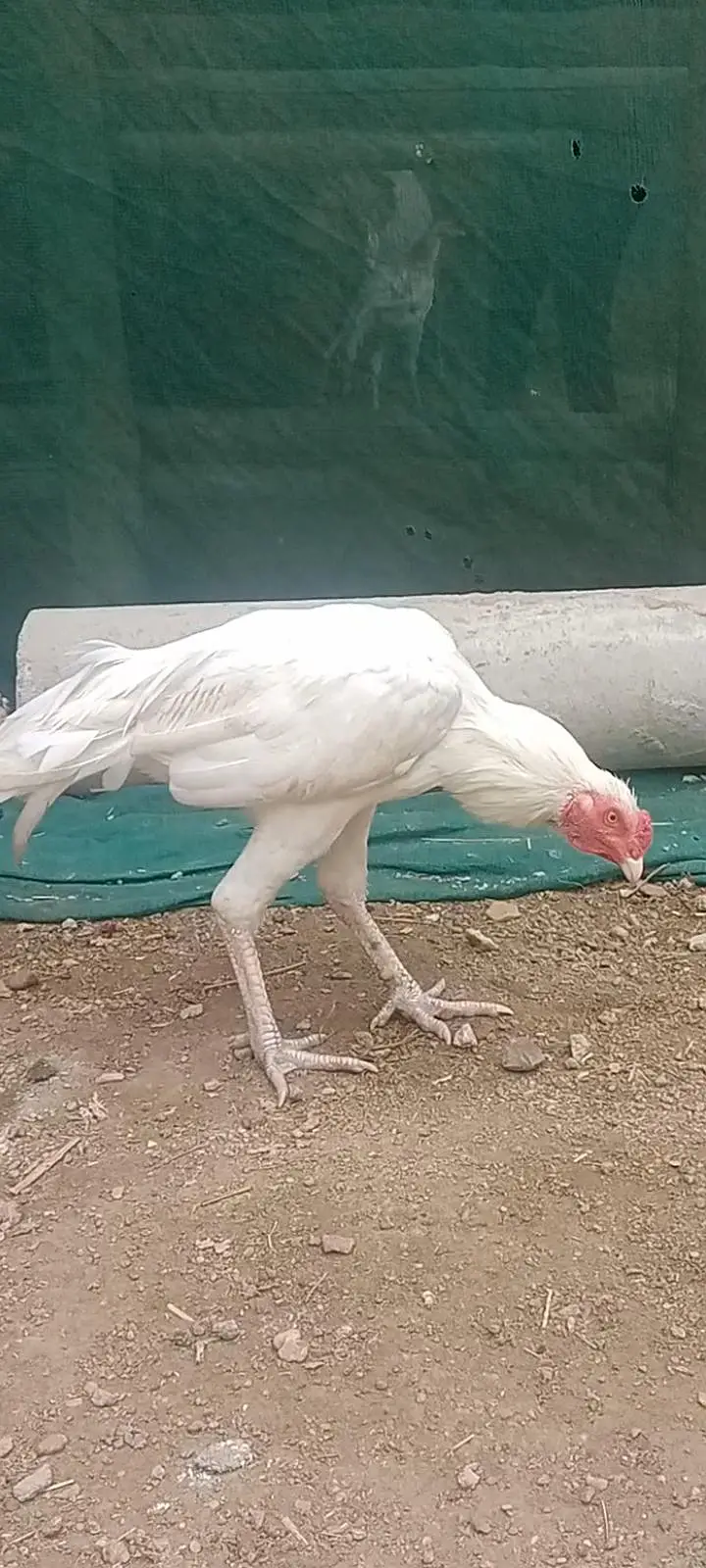 ہیرا پٹھا — photo 3