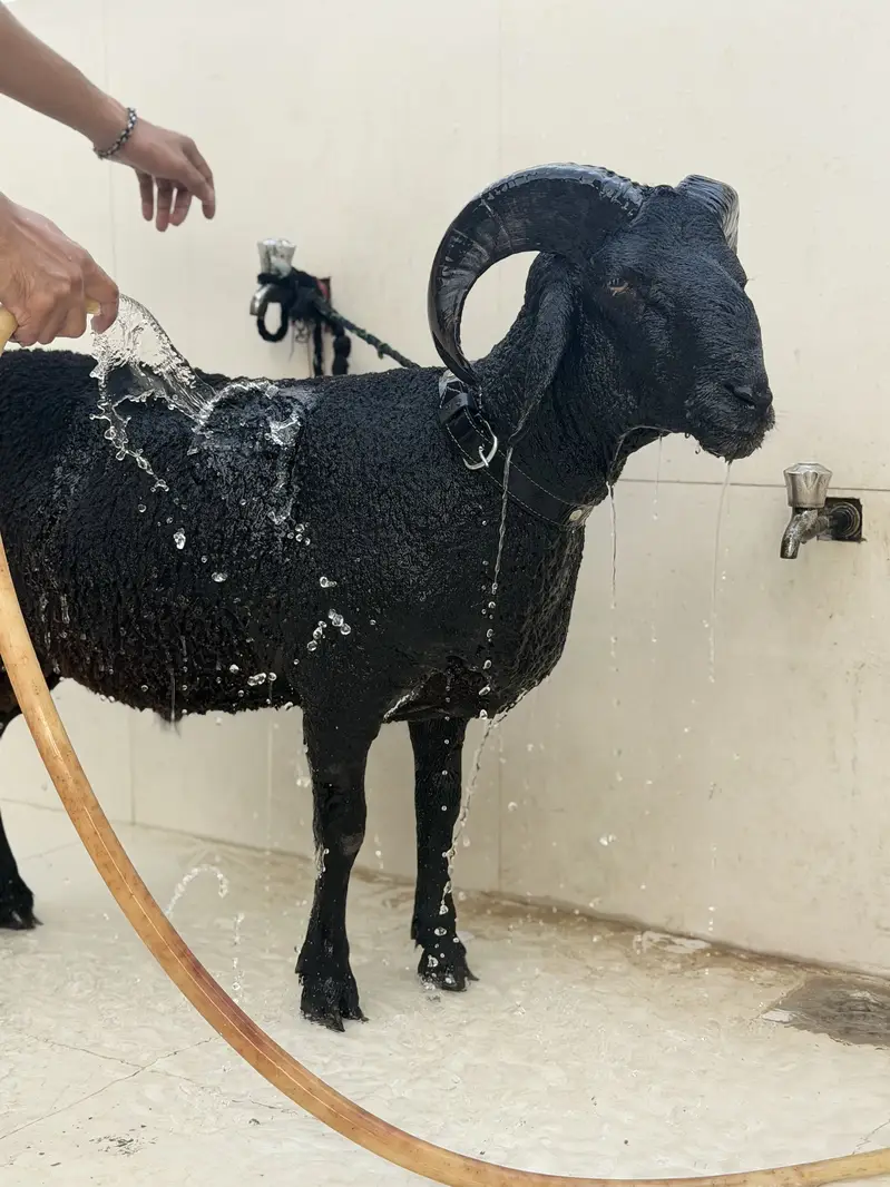 Black Ram Beauty — photo 3